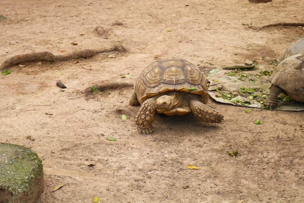 a tortoise eating food on the ground