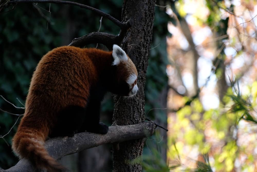 a red panda sitting on top of a tree branch